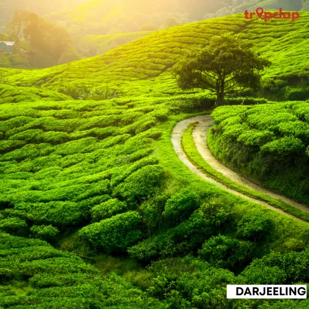 1.12 Darjeeling