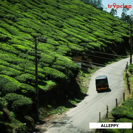 4.8 Alleppey