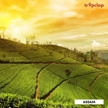 3.2 Assam