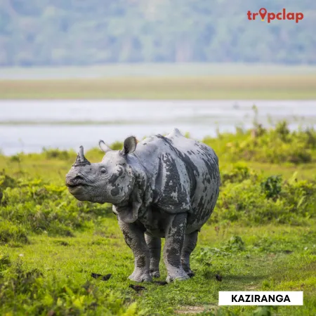 3.11 Kaziranga National Park