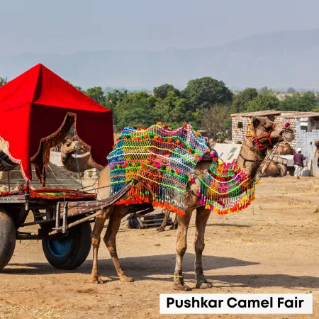 1. Pushkar Camel Fair