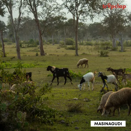 2.4. Masinagudi