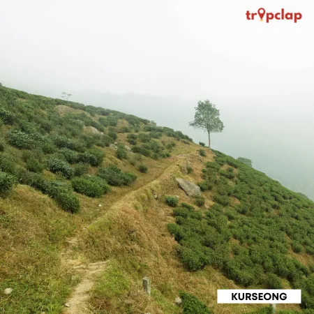 3.6. Kurseong
