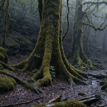 Exploring the Sacred Forest of Mawphlang