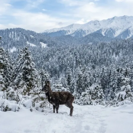 Discover Gulmarg Biosphere Reserve