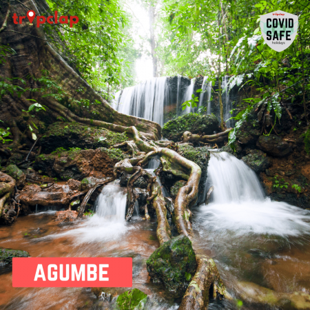 1.5. Agumbe