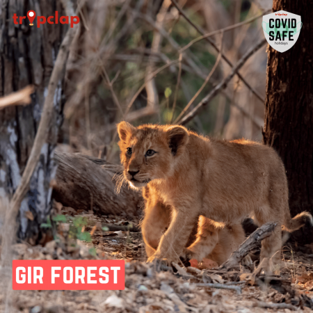 4.2. Gir Forest National Park
