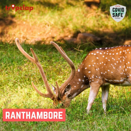 4. Ranthambore National Park
