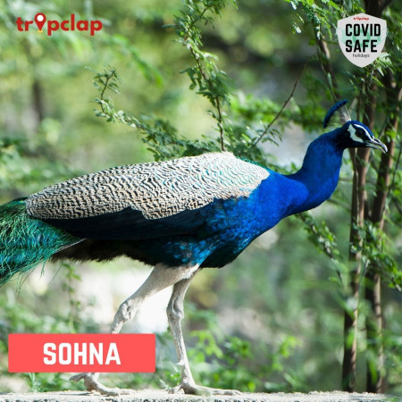 3. Sohna